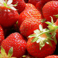 Erdbeeren